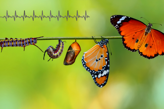 A caterpillar going into its cocoon and coming out as a butterfly
