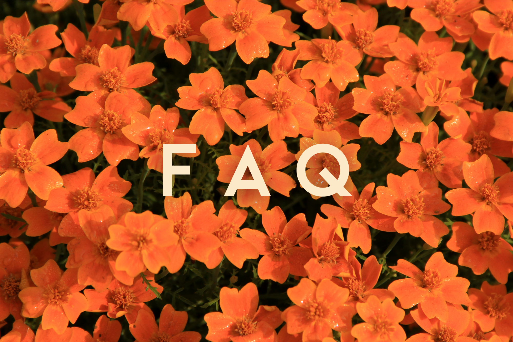 Orange flowers with 'FAQ' text overlay