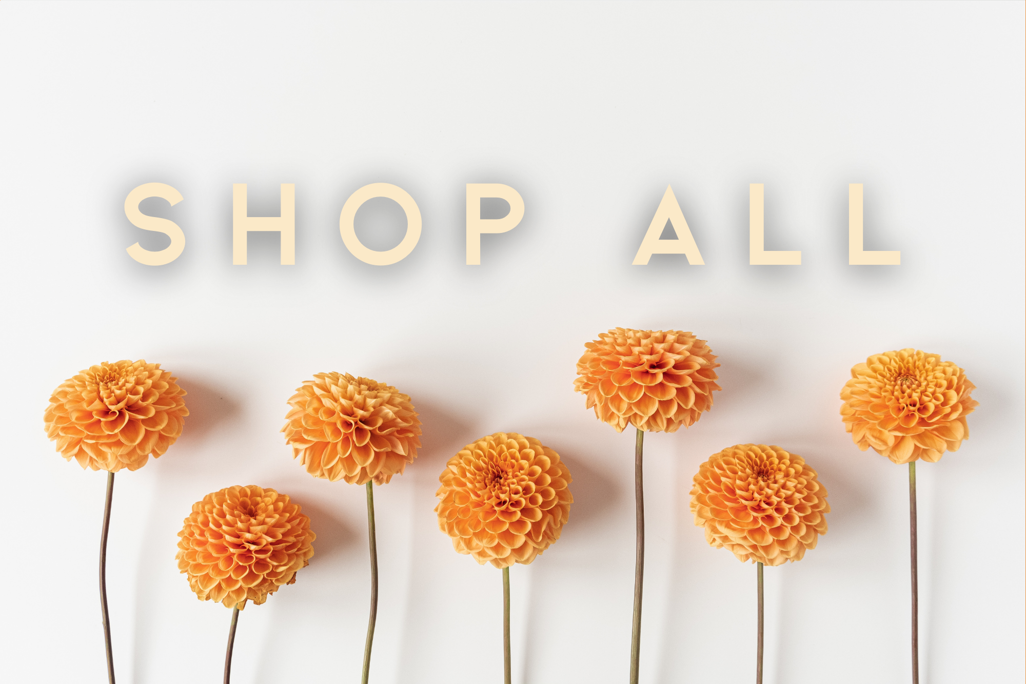 Orange flowers arranged in a row on a light background with 'SHOP ALL' text.