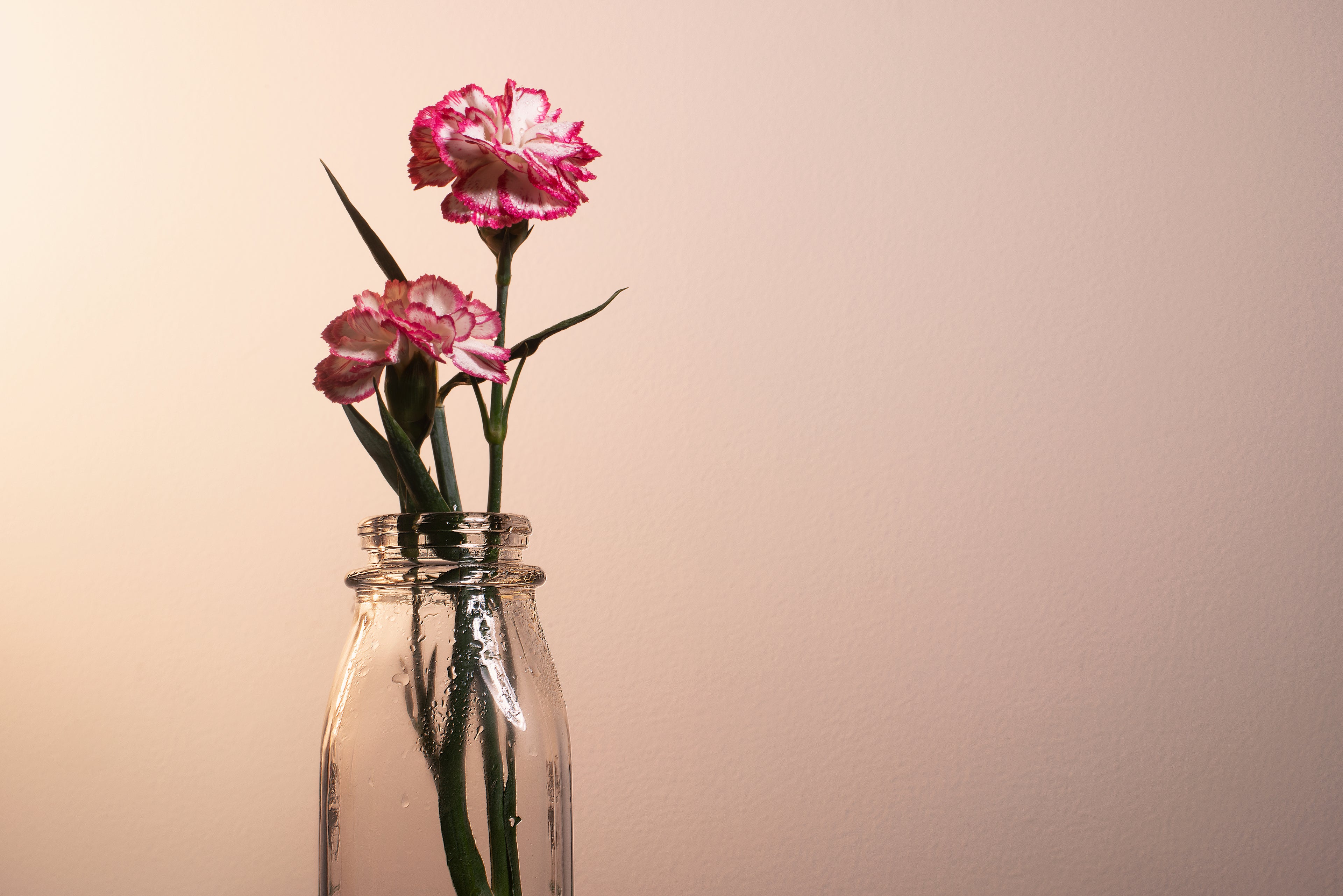 A pink and white flower blossoming in a jar.